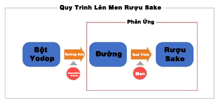 Quy trình lên men rượu Sake