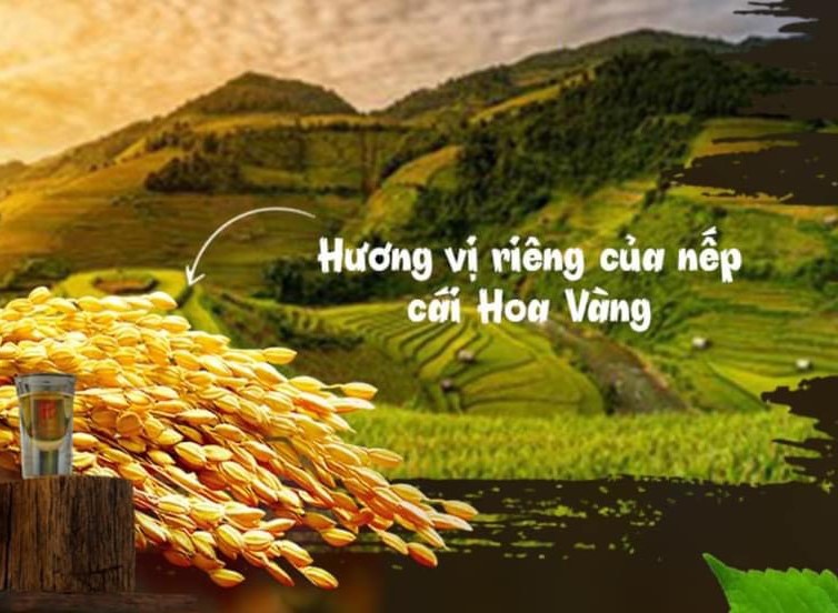 top 5 loai ruou dac san viet nam vung mien 5